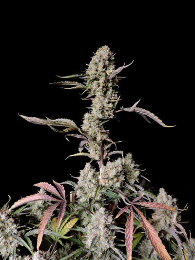 Gorilla Zkittlez