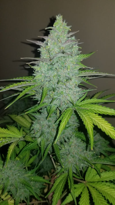 Cheese Auto
