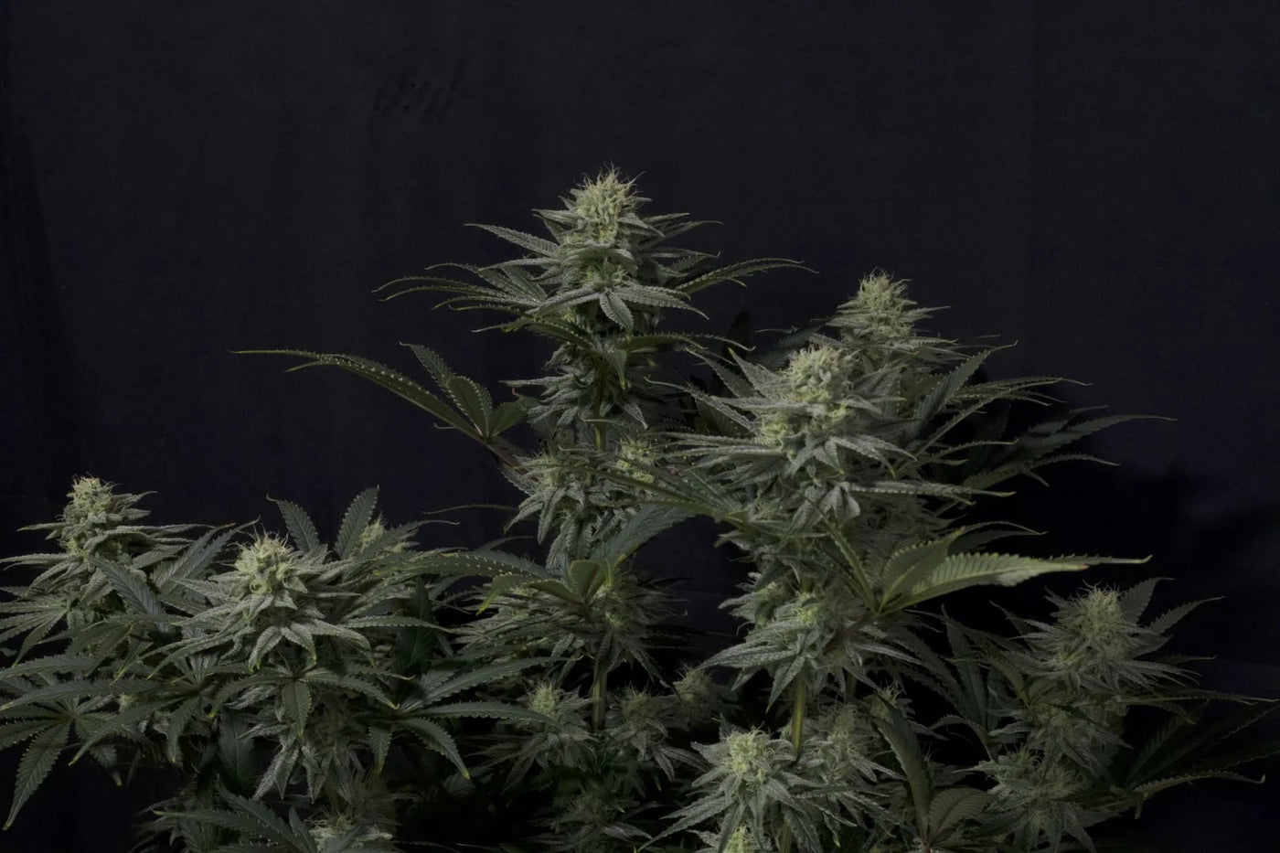 GG4 Sherbet FF
