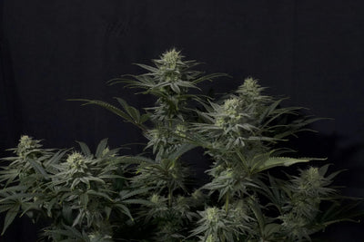 GG4 Sherbet FF