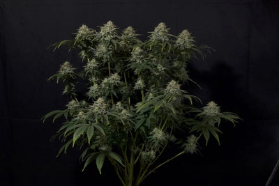 Gorilla Cookies FF