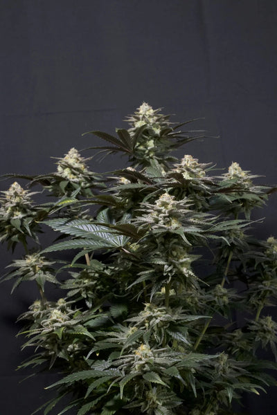 Purple Lemonade FF