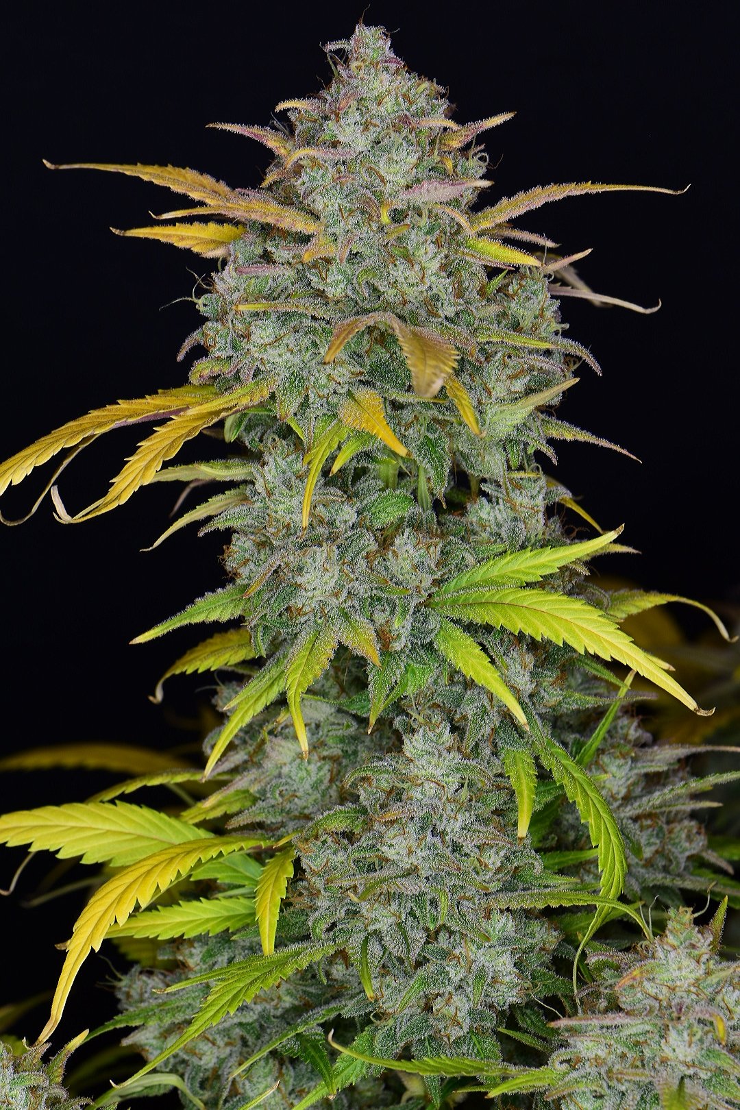 Gelato