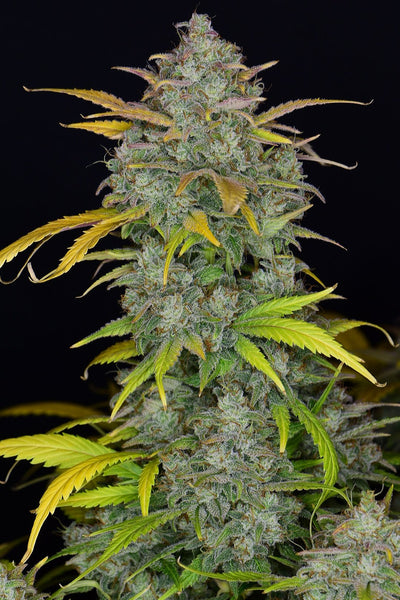 Gelato