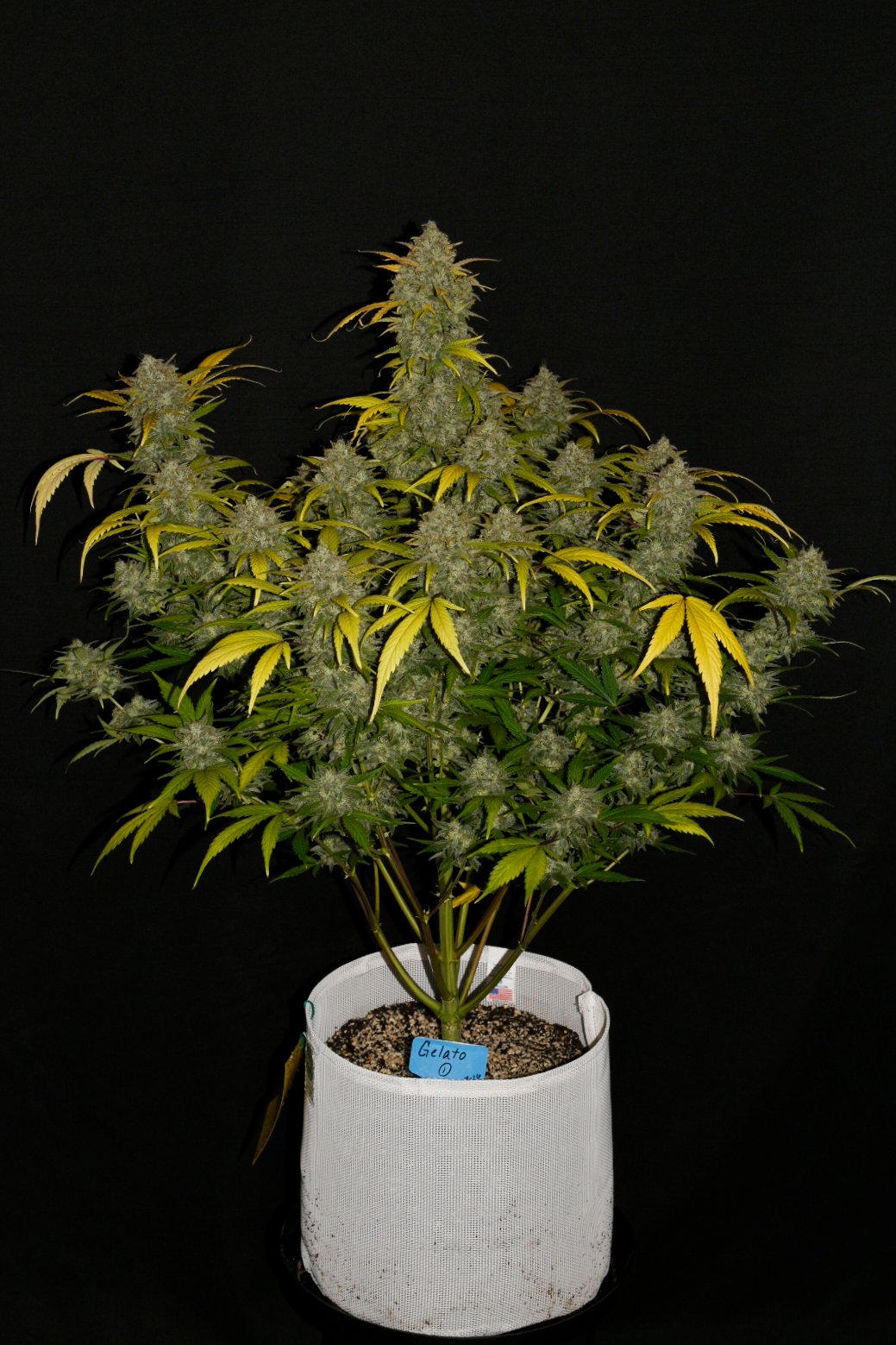 Gelato