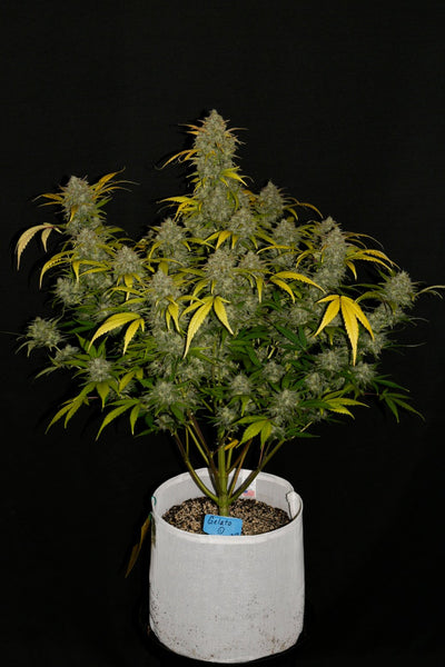 Gelato