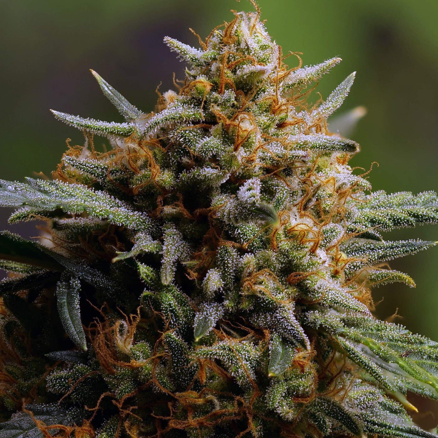 Northern Lights Auto