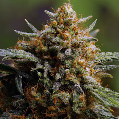 Northern Lights Auto
