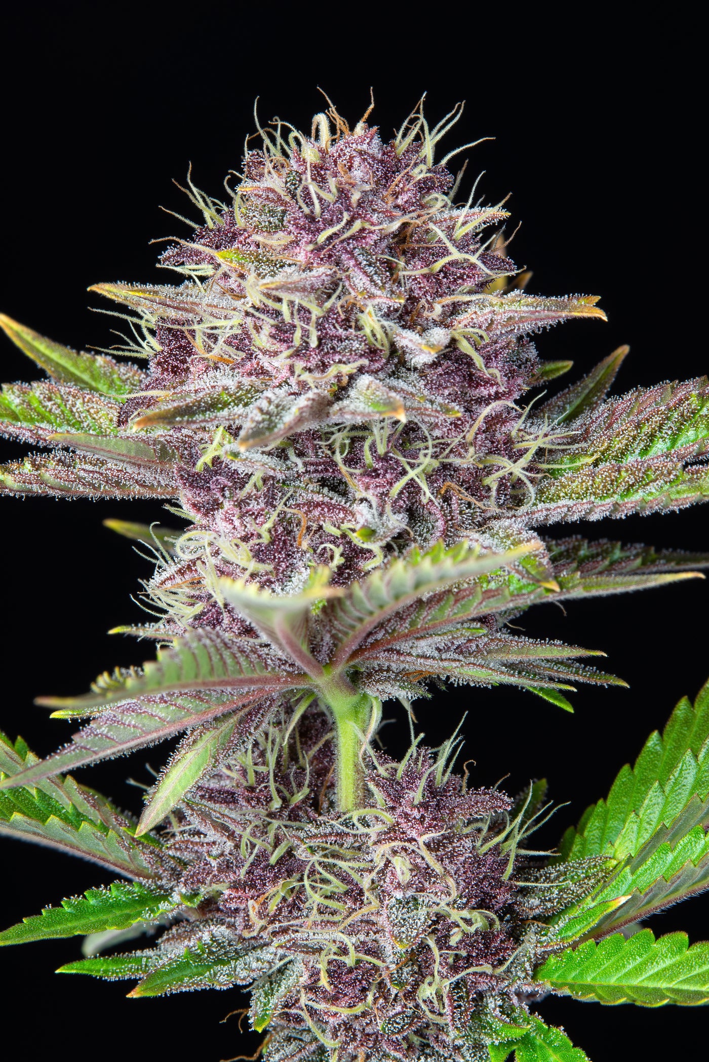 Purple Punch