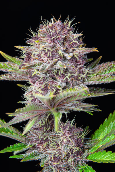 Purple Punch