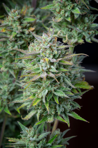 Kosher Cake Auto