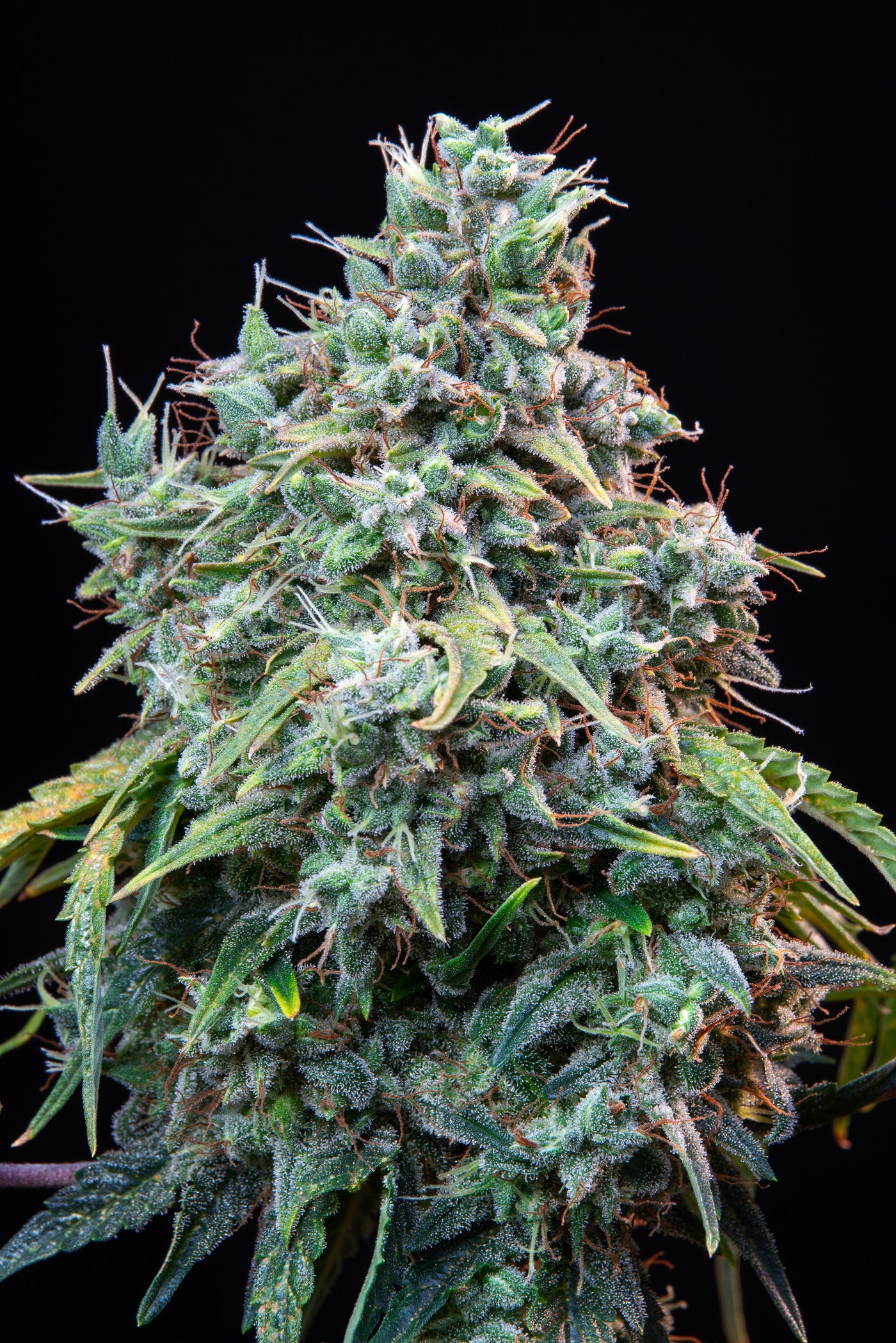 Cinderella Auto