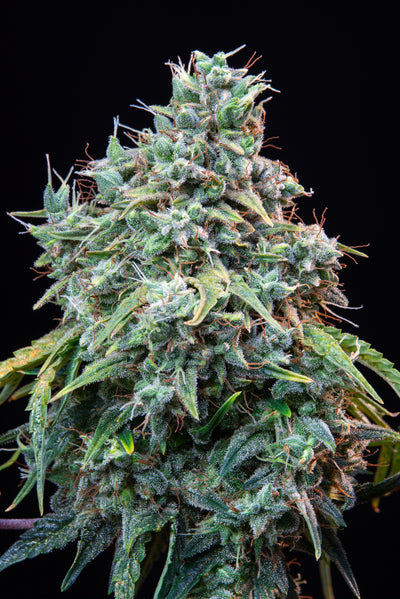 Cinderella Auto