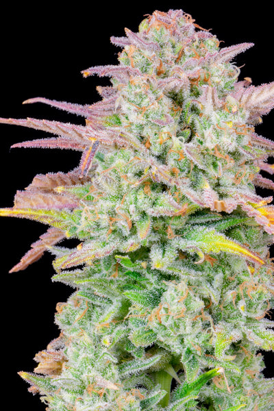 Trainwreck Auto