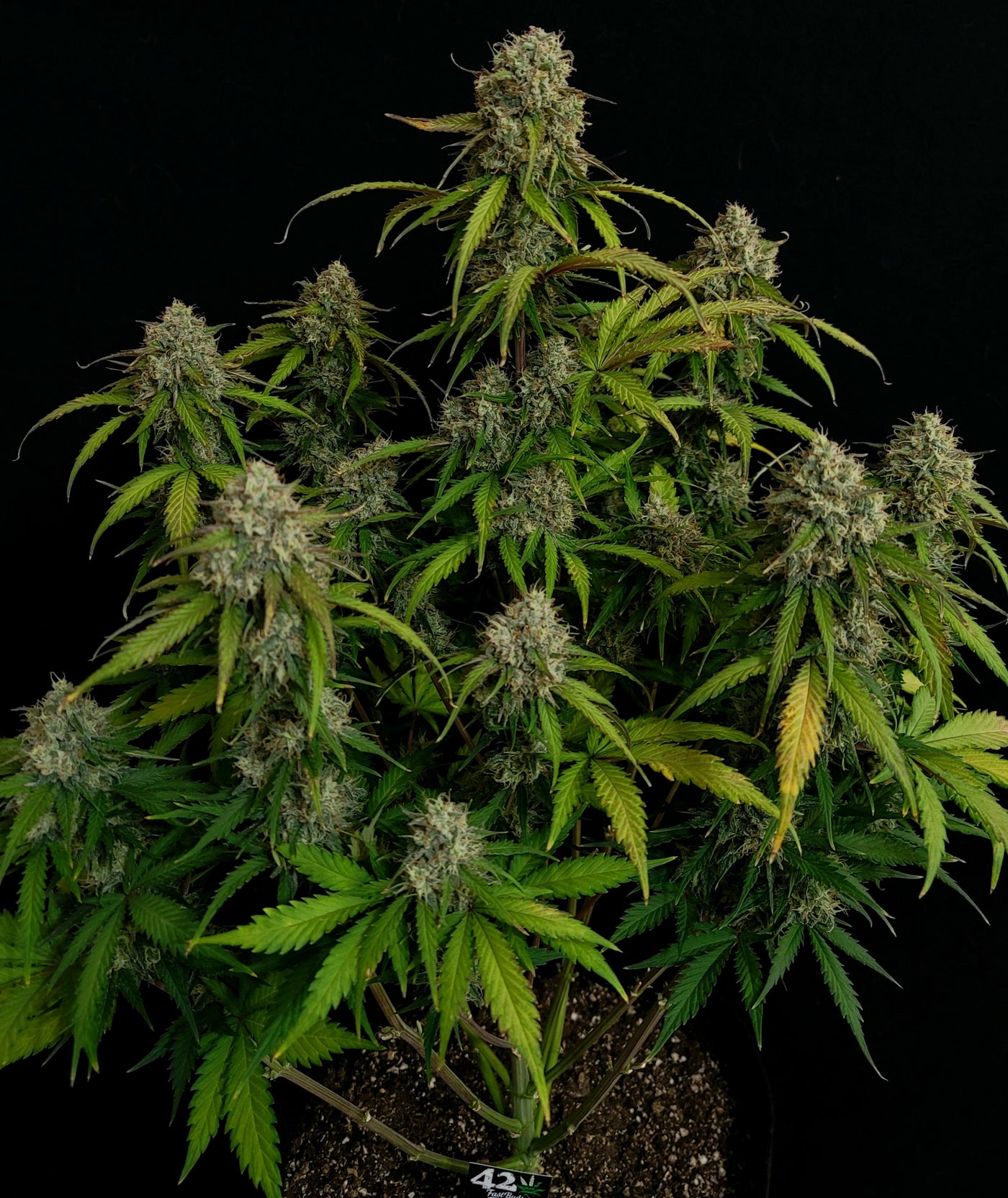 Chemdawg Auto