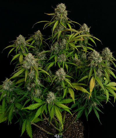 Chemdawg Auto