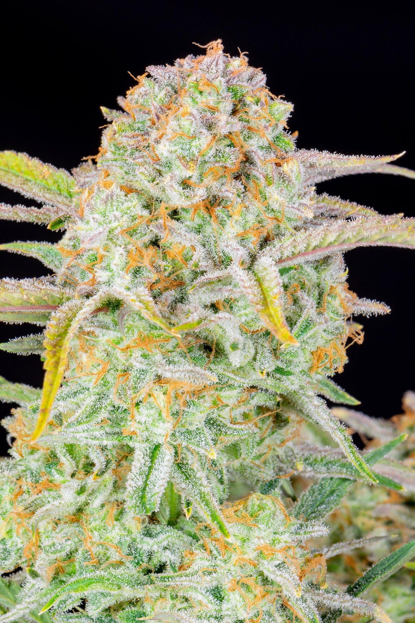 Bruce Banner