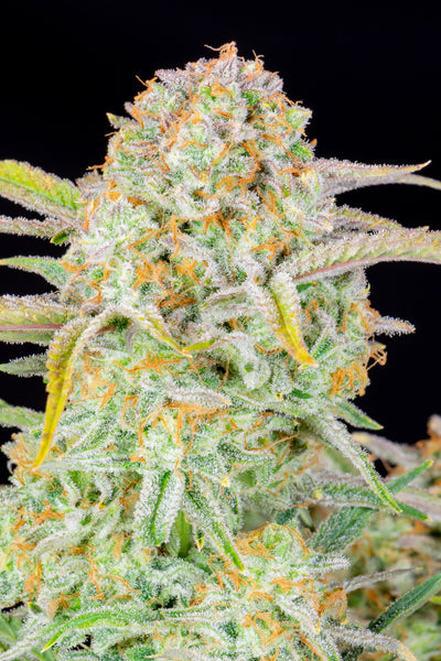 Bruce Banner