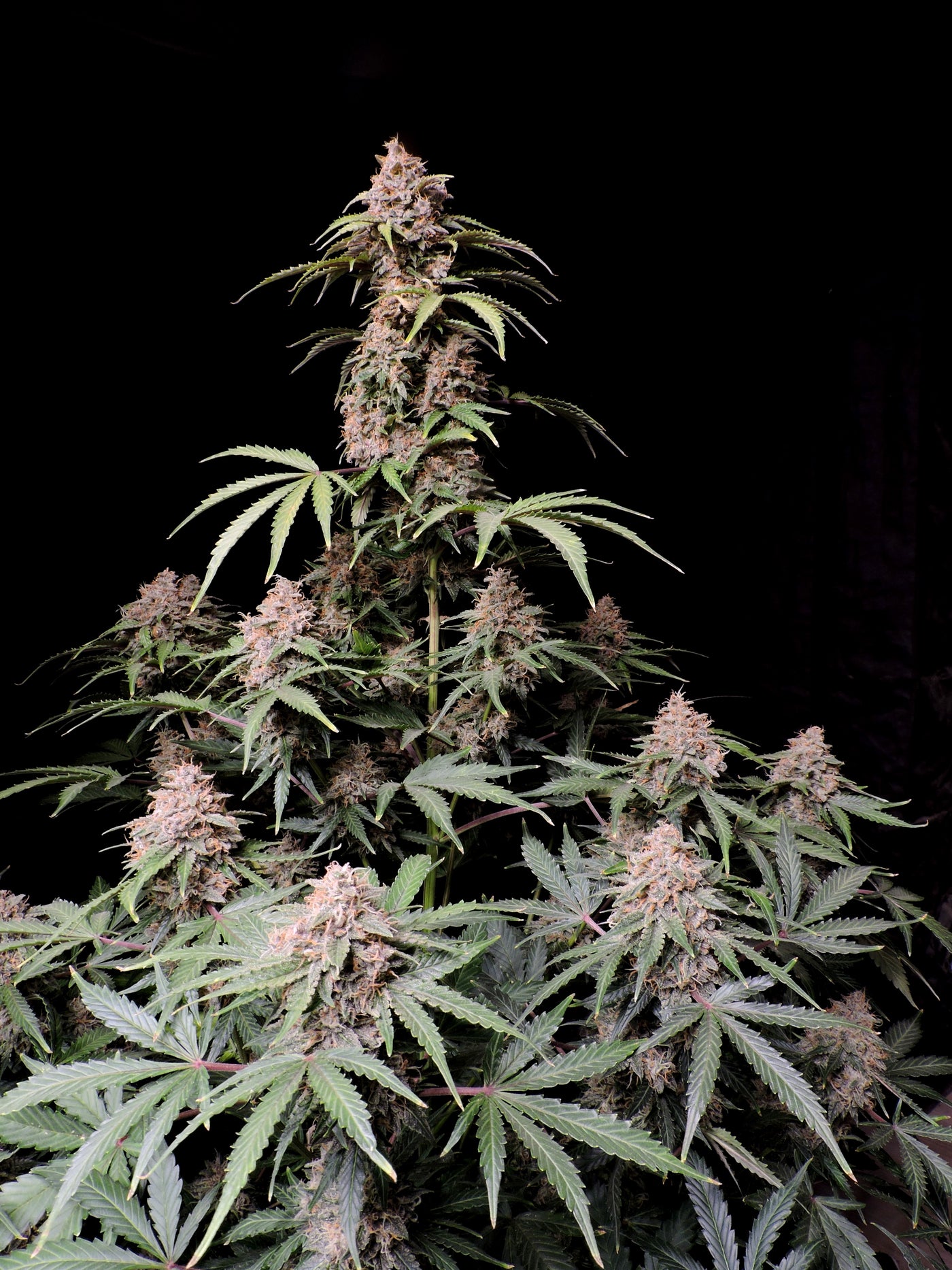 Amnesia Zkittlez