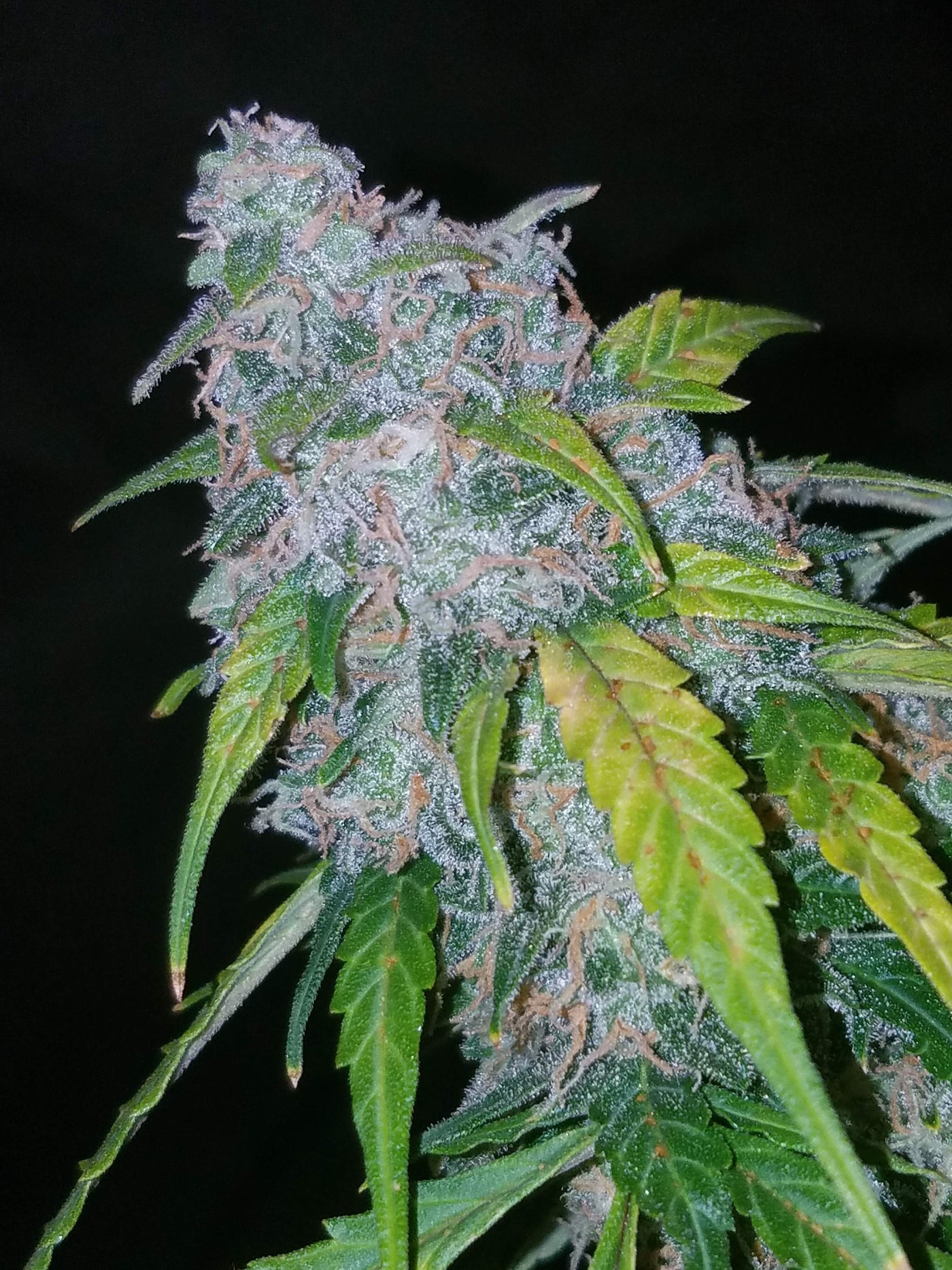 Six Shooter