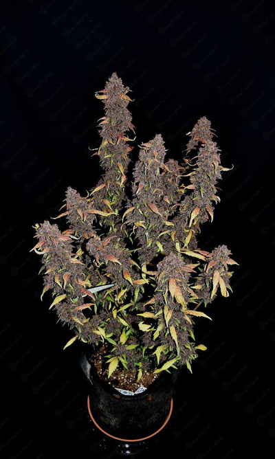 Purple Lemonade