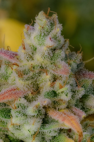 Gelato
