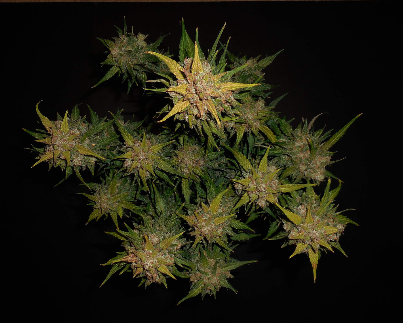 Lemon AK