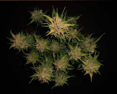 Lemon AK