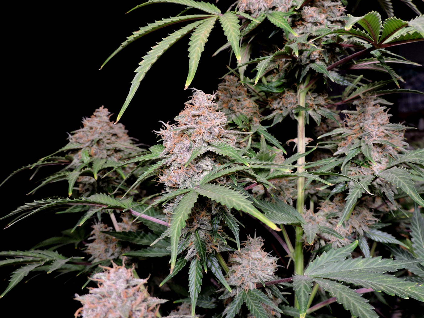 Amnesia Zkittlez