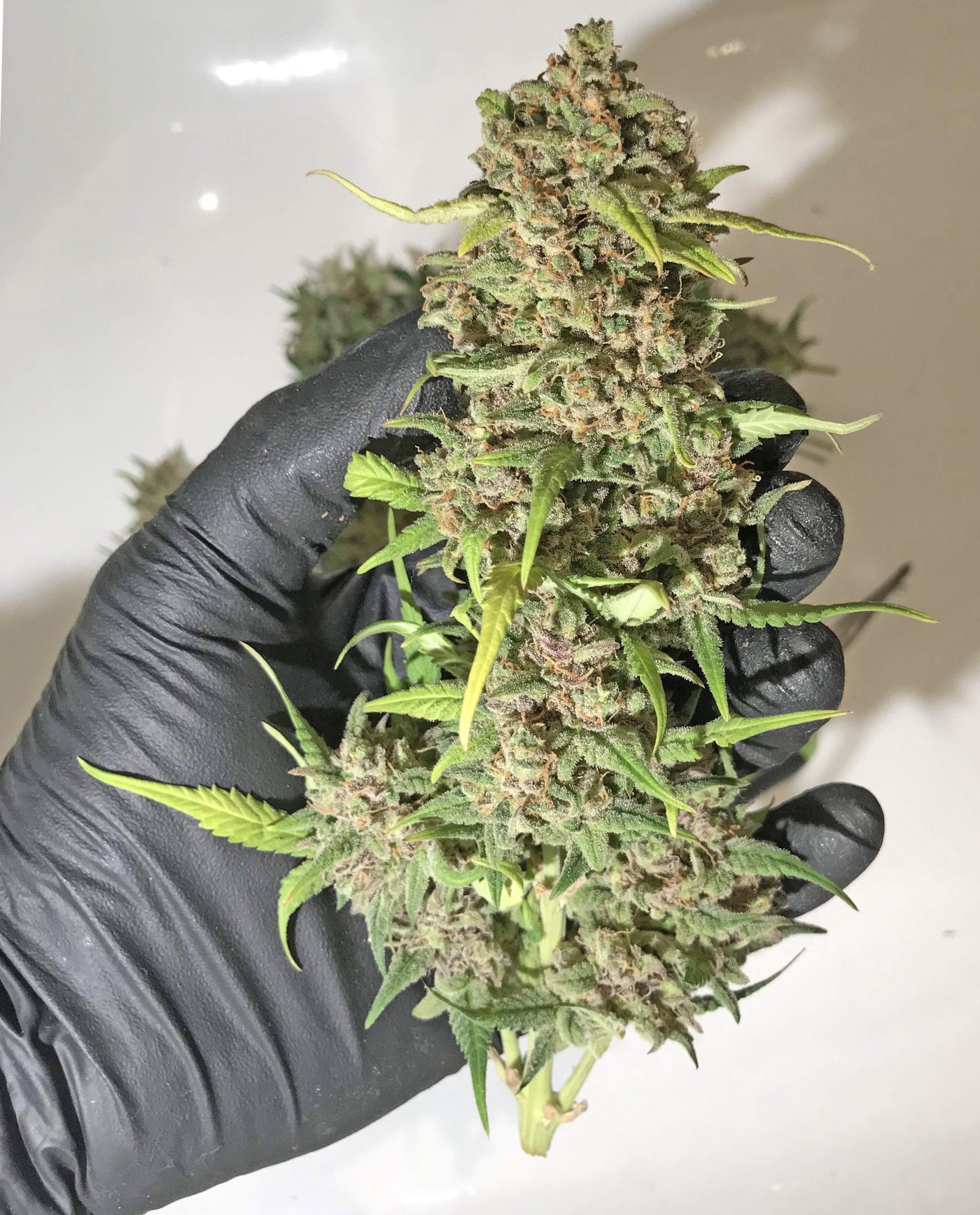 Bubblegum Auto