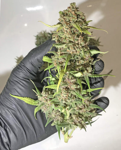 Bubblegum Auto