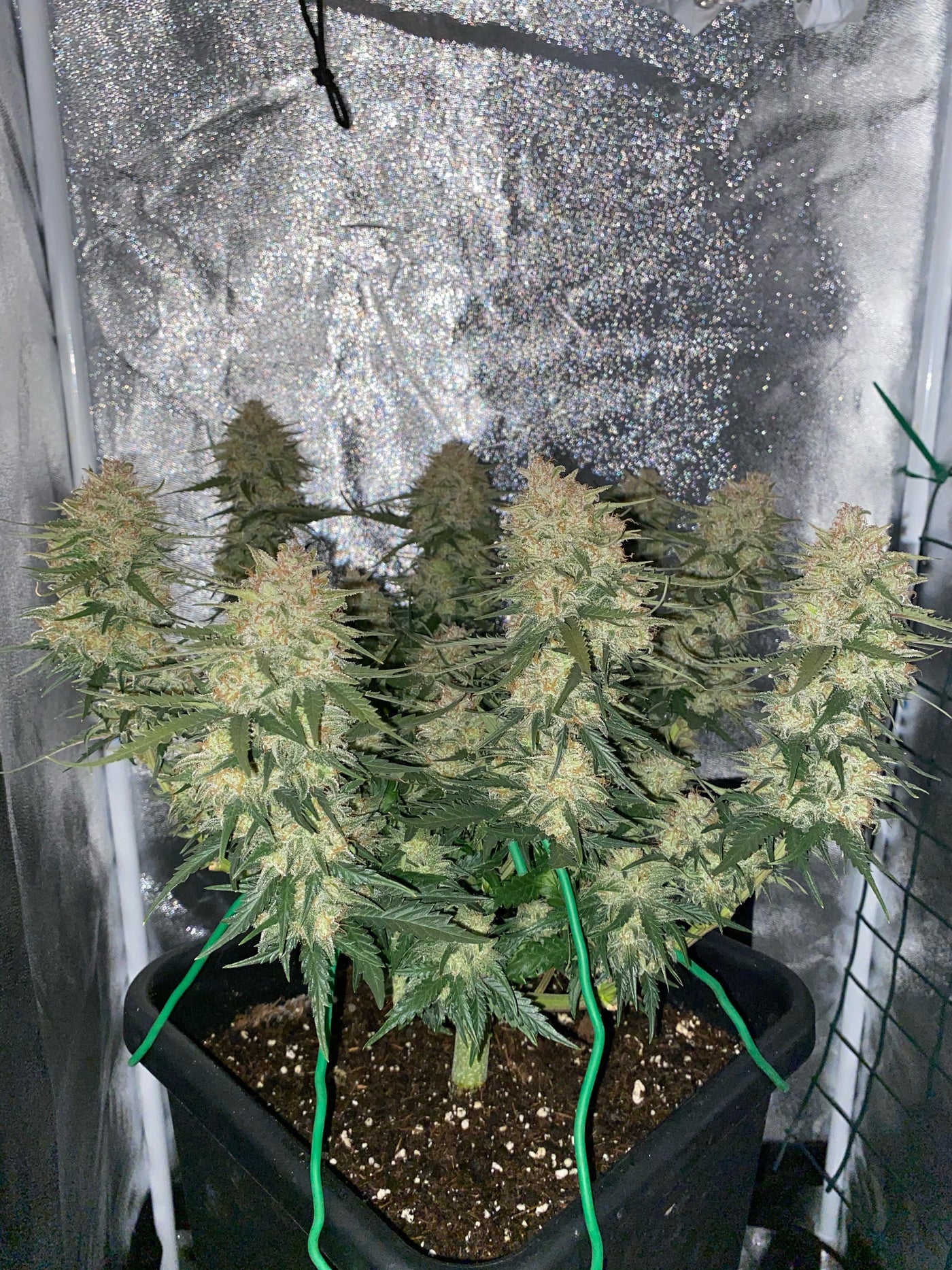 Sour Diesel Auto