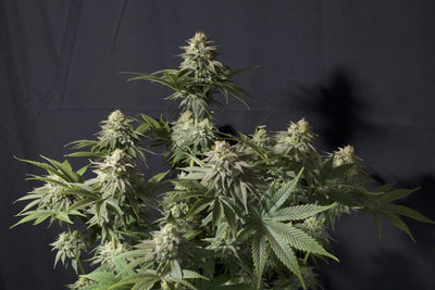 Orange Sherbet FF