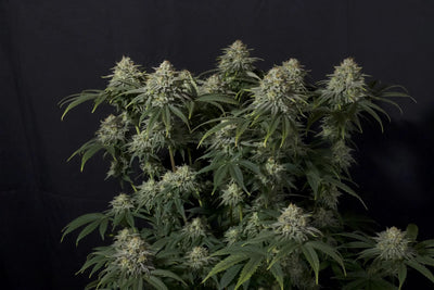 Gorilla Cookies FF