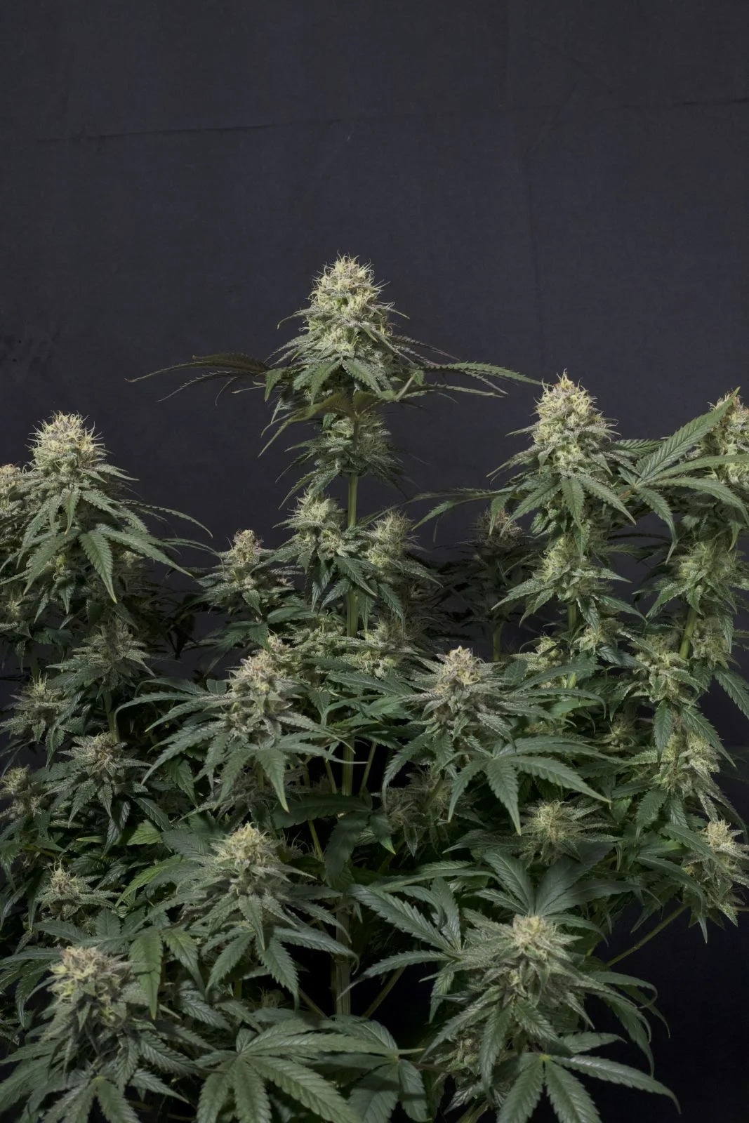 Tropicana Cookies FF
