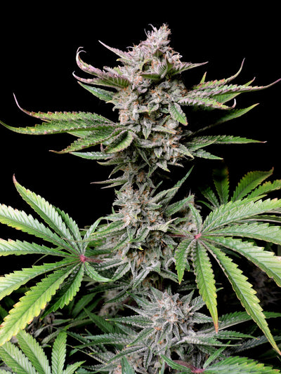 Cherry Cola