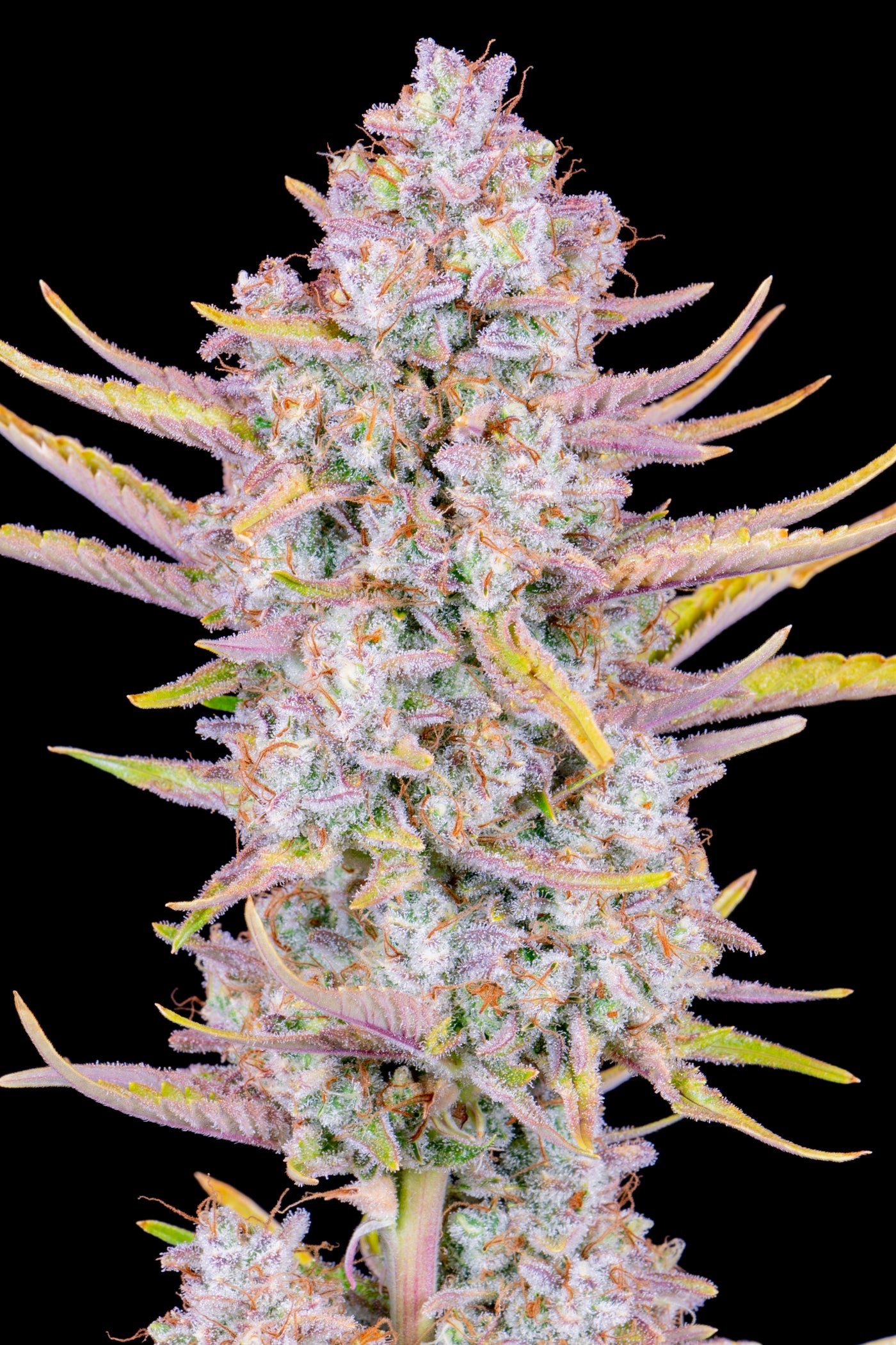 Purple Punch