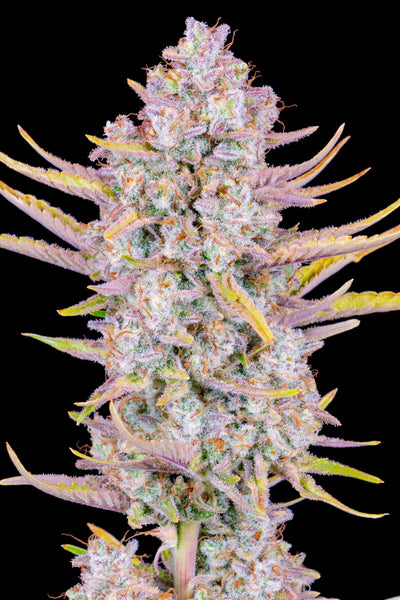 Purple Punch