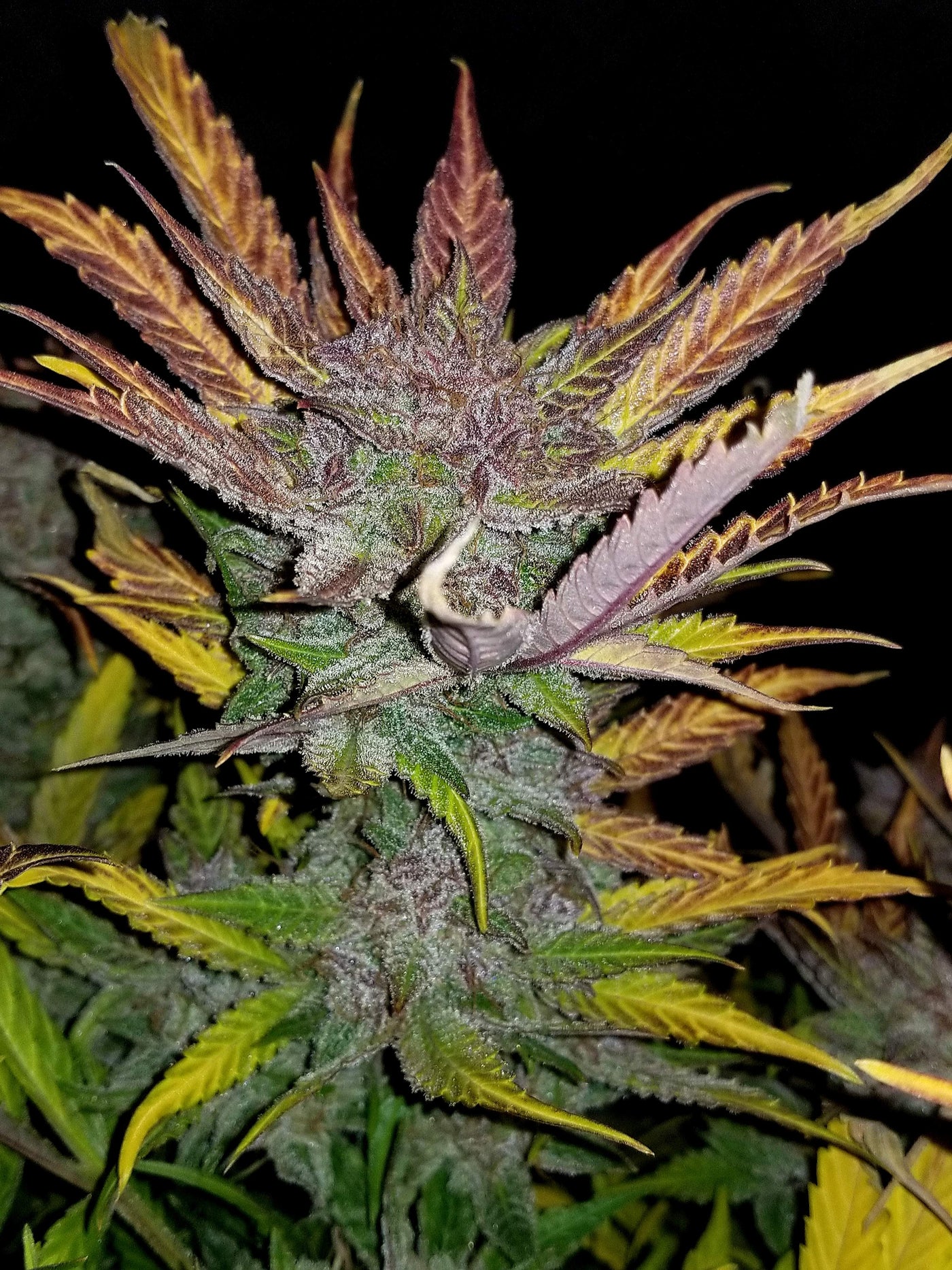 Cream Cookies