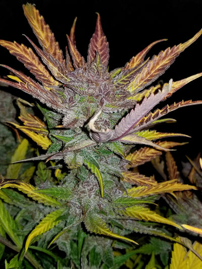 Cream Cookies