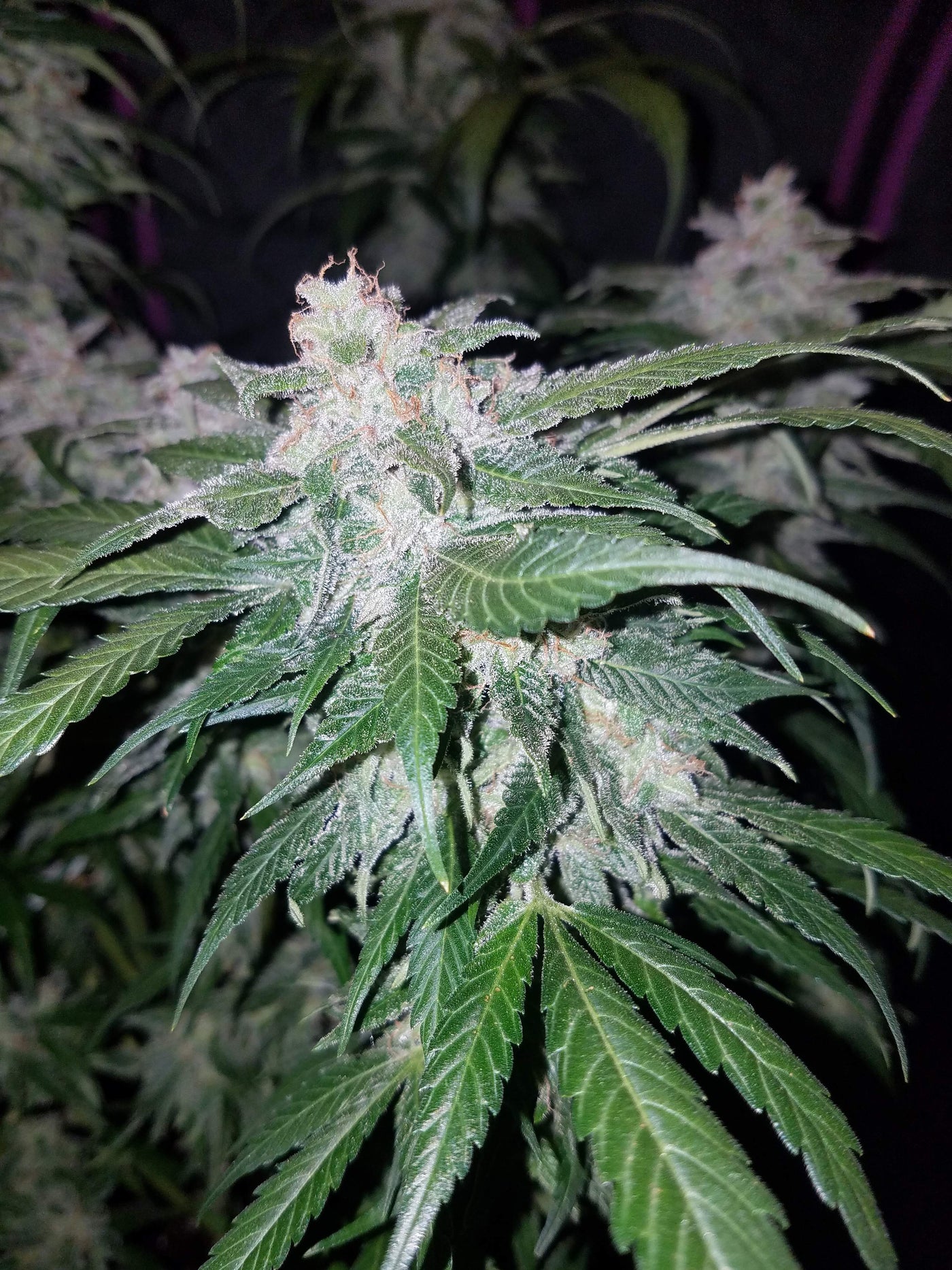 Tangie Matic