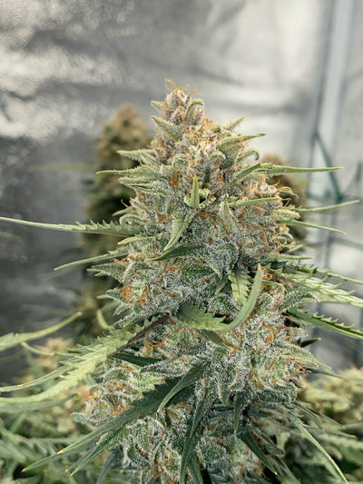 Sour Diesel Auto