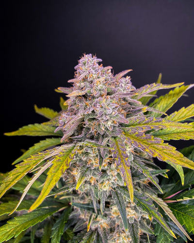 Strawberry Pie
