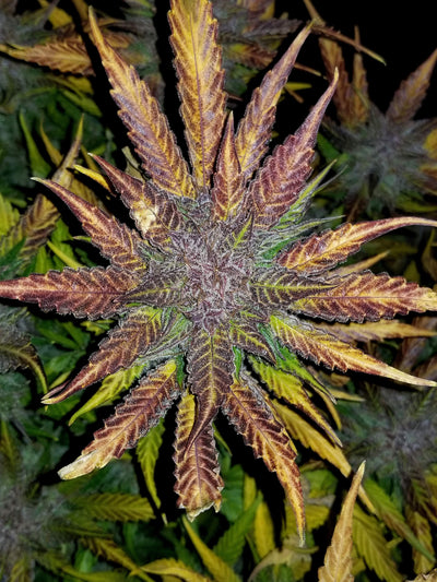 Cream Cookies