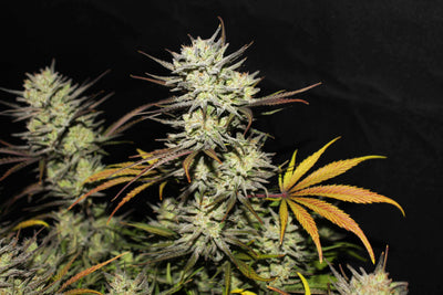 Northern Lights Auto