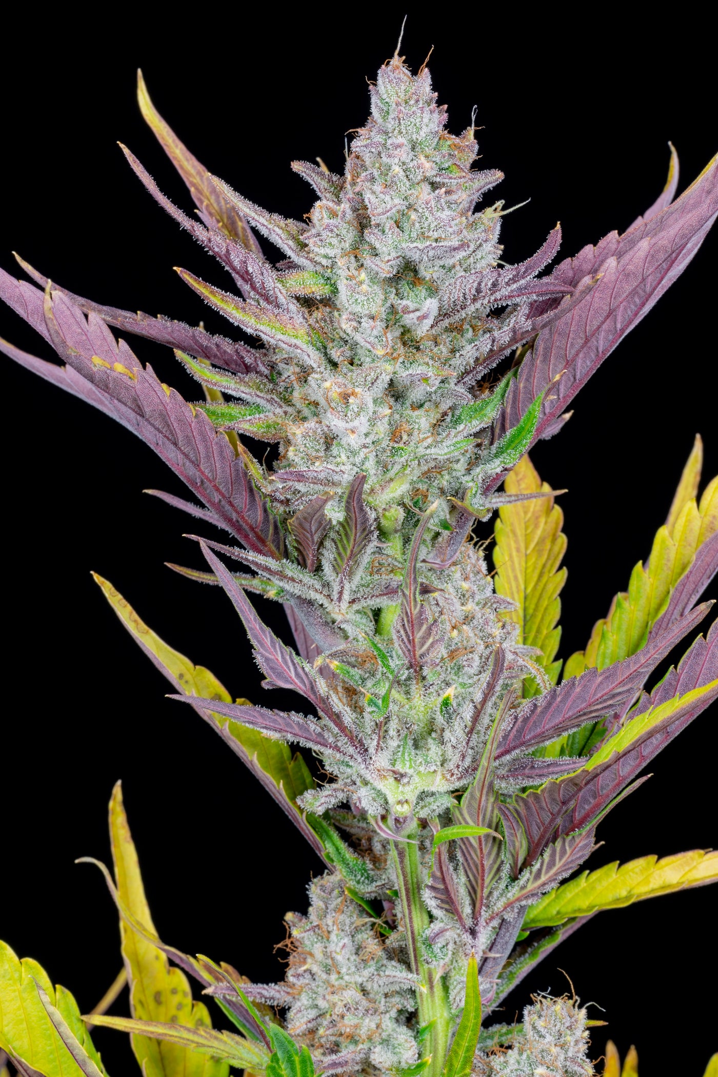 Wedding Glue