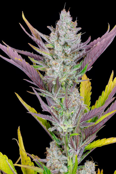 Wedding Glue