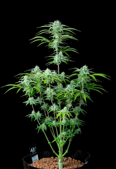 Strawberry Banana