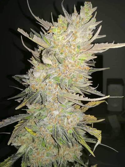 Skunk Auto