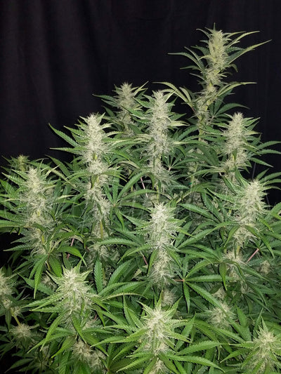 G14